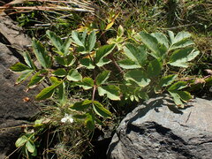 Angelica archangelica