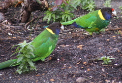 Barnardius zonarius semitorquatus