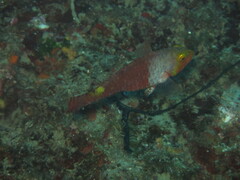 Sparisoma cretense