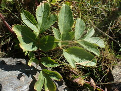 Angelica archangelica