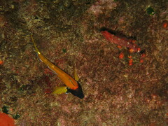 Tripterygion delaisi