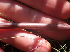 Angelica archangelica
