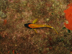 Tripterygion delaisi