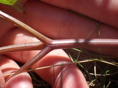 Angelica archangelica