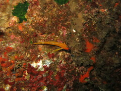 Tripterygion delaisi