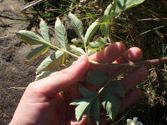 Angelica archangelica