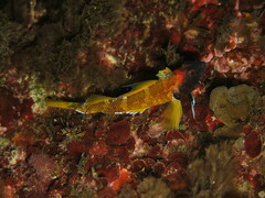 Tripterygion delaisi