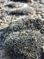 Grimmia