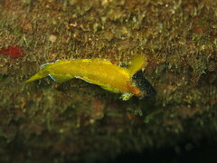 Tripterygion delaisi