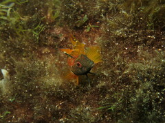 Tripterygion delaisi