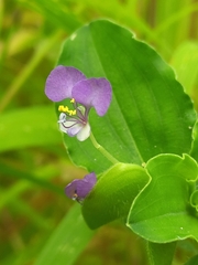 Commelina benghalensis