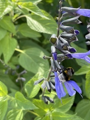 Bombus