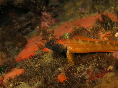 Tripterygion delaisi