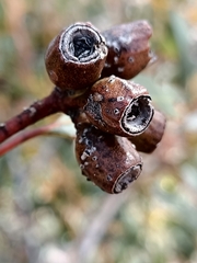 Eucalyptus incrassata