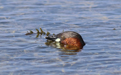 Tachybaptus ruficollis