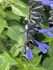 Bombus