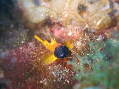 Tripterygion delaisi