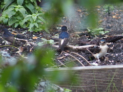 Petrochelidon nigricans