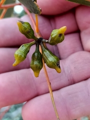 Eucalyptus incrassata