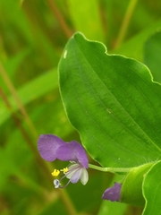 Commelina benghalensis