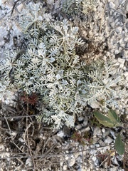 Artemisia hololeuca
