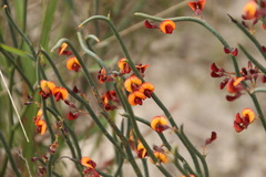 Daviesia brevifolia