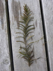 Potamogeton robbinsii