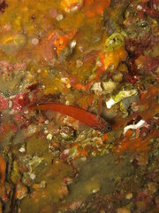 Tripterygion melanurus