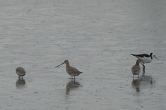 Limosa lapponica baueri