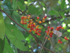 Pycnarrhena novoguineensis