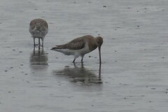 Limosa lapponica baueri
