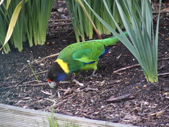 Barnardius zonarius semitorquatus