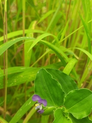 Commelina benghalensis