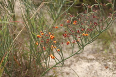 Daviesia brevifolia