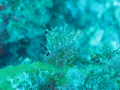 Tripterygion delaisi