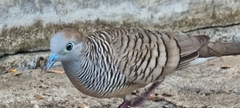 Geopelia striata