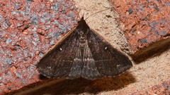 Adrapsa ablualis