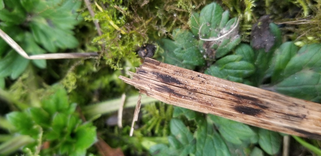 Cistella hungarica