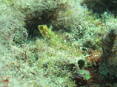 Tripterygion delaisi