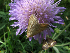 Udea lutealis