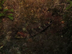 Tripterygion delaisi