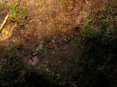 Tripterygion delaisi