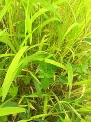 Commelina benghalensis