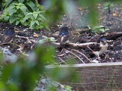 Petrochelidon nigricans