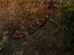 Tripterygion delaisi