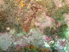 Tripterygion delaisi