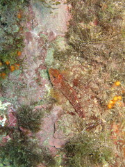 Tripterygion delaisi