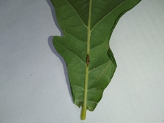 Neuroterus anthracinus