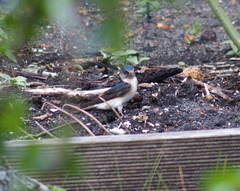 Petrochelidon nigricans
