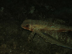 Dactylopterus volitans